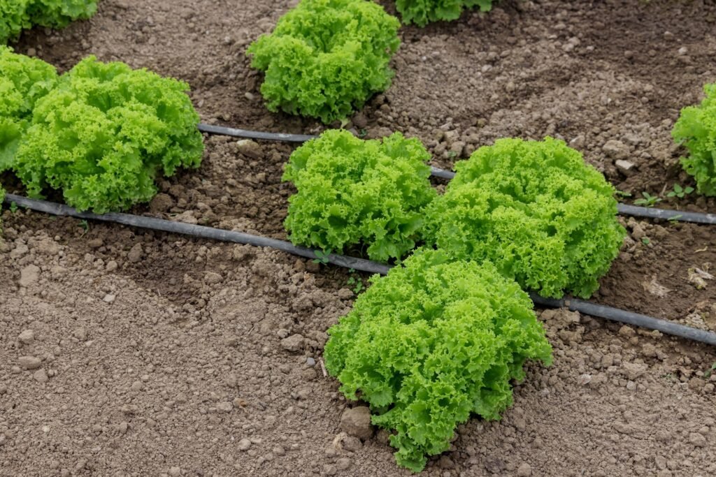 Green lettuce grow in the greenhouse with drip irrigation system.